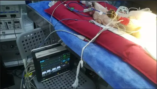 The application of veterinary monitor3